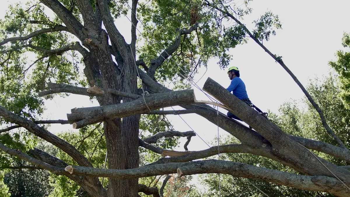 Professional Crown Thinning performed by certified arborists in Bakersfield